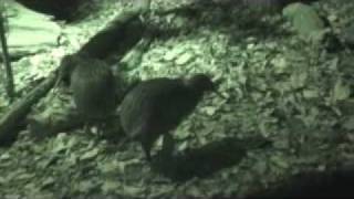 Kiwis.wmv