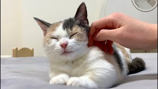 ♡《もちもち子猫》顔を撫でられて幸せ大仏顔【短足マンチカン＆ミヌエット】