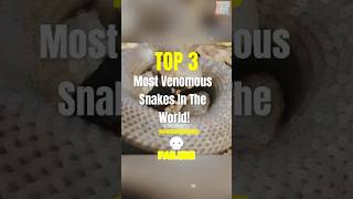 Top 3 most venomous snakes in the world!