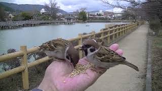 餌を貰いに手の上に飛んで来る雀達  20240131 6（天満宮）