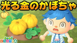 【あつ森】光る金の穴にかぼちゃの苗植えたら金のかぼちゃ出来るんじゃね?【あつまれどうぶつの森検証】