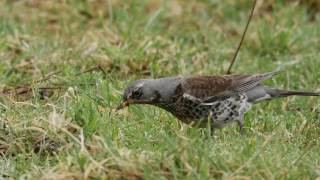 Fieldfare With A Worm