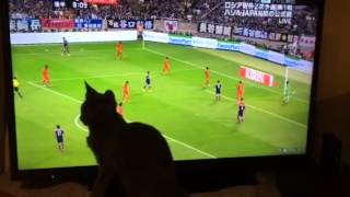 テレビのサッカーに反応する猫