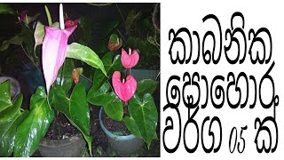 ඇන්තූරියම් වගාවට සුදුසු කාබනික පොහොර වර්ග