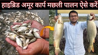 हाइब्रिड अमूर कार्प मछली पालन ऐसे करें ।। Amur Carp Fish Farming ।। Amur Carp