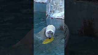 白いお帽子フィットしすぎ！よく似合ってるよホウちゃん  #polarbear#天王寺動園#ホウちゃん