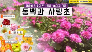 [신규식물] 지금 딱!! 키우기 좋은 사랑초\u0026동백 45가지 식물  | 010.2548.7544 전국택배가능 |  #동백 #사랑초 #시클라멘 #바늘꽃 #아카시아 #다육이 #담쟁이