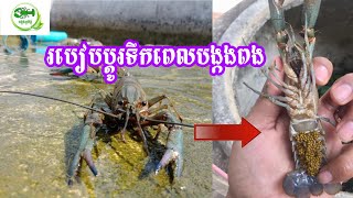 របៀបប្តូរទឹកពេលបង្កងពងដំបូង