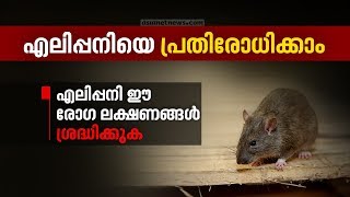 What are the symptoms of rat fever? എലിപ്പനിയെ പ്രതിരോധിക്കാം | രോഗലക്ഷണങ്ങൾ