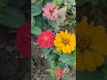 বলুনতো এটা কোন ফুল flowers redflower nature dhakauniversity