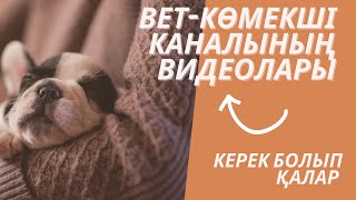 Жылқының іш қатуы. Ішінің түйілуі. Жылқы кеселдерін емдеу. Жылқының ішінің кебуі. Себептері мен емі.