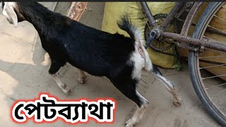 খাসি ছাগলের পেটে ব্যাথার Treatment