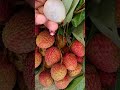 লিচু lychee litchi tropicalfruit