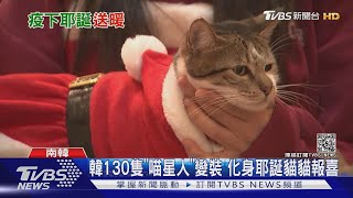 韓130隻「喵星人」變裝 化身耶誕貓貓報喜｜TVBS新聞