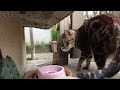 また後で食べよっと　野良猫アメショちゃんのお食事処　　stray cat　restaurant