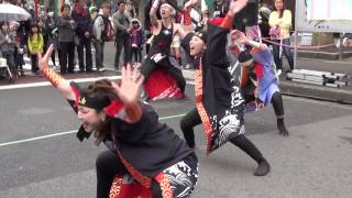 ところざわ武蔵瀧嵐（Ⅰ）＠2015　小手指ハナミズキまつり