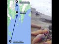 Chiswell Island Steller Sea Lions: How Do the Cameras Work?