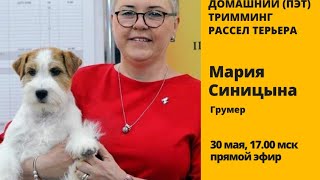 Домашний (пэт) тримминг рассел терьера с Марией Синицыной