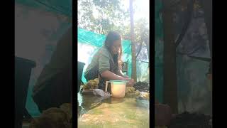 কিমান যে কাম..কিমান খৰি কাটিলো চাবচোন,,Video upload দেৰিকৈ কৰিছো দেই...