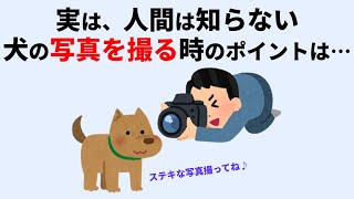 人間が犬にやりたいことに関する雑学 #犬 #雑学 #聞き流し #睡眠 #癒し #いぬのきもち #犬のいる暮らし