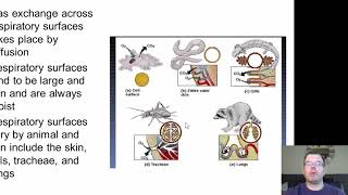 Chapter 34 Respiratory System