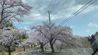 【仙台☆桜】将監沼①（2021年4月8日