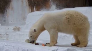 2015.12.27　イッちゃん（Шилка）のおやつタイム　　　天王寺動物園のホッキョクグマ