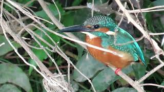 残堀川のカワセミ　2024.10.17　MVI_8984  Kingfisher