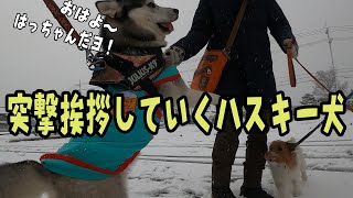 突撃挨拶していくハスキー犬が可愛い Husky and Poodle