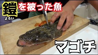 釣ったマゴチとコウイカで王道料理！！