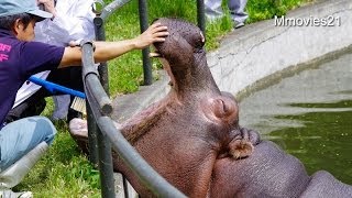 大口パクッ！歯医者さんもびっくり〜カバの歯磨き~Brush teeth hippopotamus