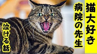 【猫 泣ける話】動物病院・猫が大好きな若い先生・こんな先生いるんだな感動するわ（猫 感動 泣ける話 保護 涙腺崩壊 感涙 動物 動画 里親)招き猫ちゃんねる