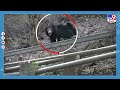 video bear spotted next to tirumala s srivari mettu route tv9