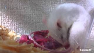 ハツカネズミの出産 White Mouse Giving Birth