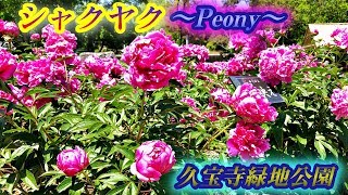 【久宝寺緑地　シャクヤク園　〜Peony〜】