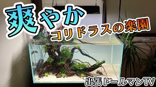 ソイルを使わない爽やか森林レイアウトコリドラスの楽園パート6？【アクアリウムトールマン動画チャンネル！トールマンTV!】