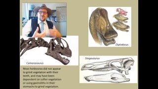 How did Angiosperms (flower plants) lead to the proliferation of animals?