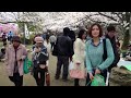 day 0077 24th march 2013 cherry blossom season hanami