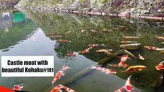 Beautiful Kohaku swim in a castle moat（Mihara Castle, Hiroshima, Japan）