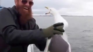 Man catches bird seagull with bare hand رجل يمسك طائر بيديه