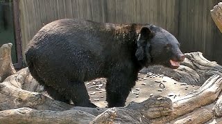 ツキノワグマおやつＴＩＭＥ（上野動物園）　Asian black bear eats snacks