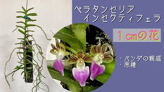 2023年2月28日　原種《ペラタンセリア インセクティフェラ》　１cmの花🌸　茎から下を向いて花芽が出てくる　上を向いていたら葉芽🌱　バンダの親戚なので根っこが暴れている🤣