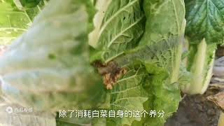 大白菜最后一次浇水啥时候最好？浇早浇晚都不行，最佳时间收藏