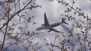 ✈[4K] 2019年4月1日 桜は3～5分咲き フィンエアーのケシの花と桜 成田空港さくらの山公園9機の離陸