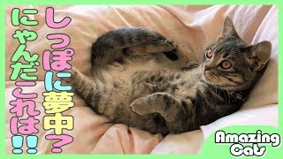 猫がしっぽにハムハム!? じゃれて遊んで寝れなくなる【アメキャッツ】- Cat can't get to sleep because of Tail -