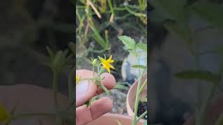 DO THIS RIGHT NOW TO ANY BLOOMS/FLOWERS ON YOUR TOMATO PLANTS AND YOU WILL HAVE TOMATOES EVERYWHERE!