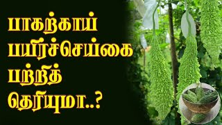 பாகற்காயில் இத்தனை நன்மைகளா..? | Bitter Gourd Benefits