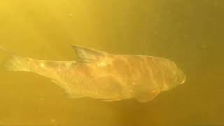 Amazing underwater footage Zoommeer/schelderijnkanaal Tholen