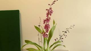 Oncidium Heaven Scent 'Sweet Baby'