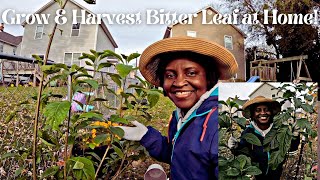 How to Grow & Harvest Bitter Leaf in Your Garden | Health Benefits, Tips & Propagation Guide!